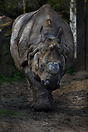 Rhino in Berlin Zoo