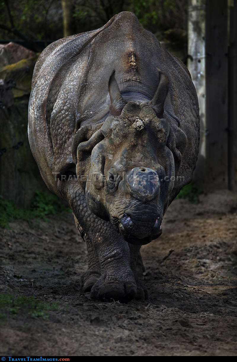 Rhino