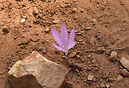 A flower blossoms in unlikely surroundings.