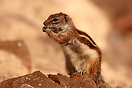 A chipmunk photographed close to Playa de Satavento de Jandia, Fuertev...