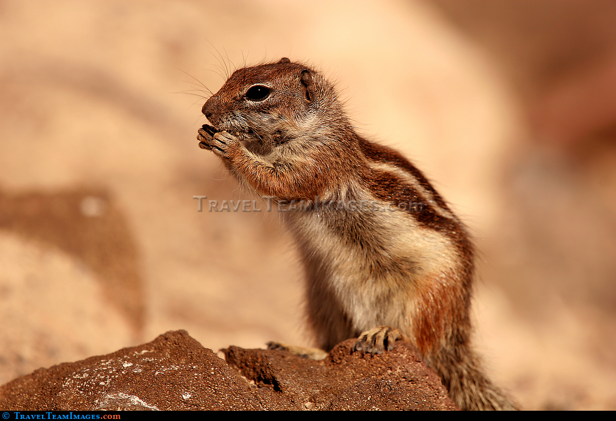 Chipmunk