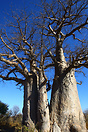 Baobab Trees dot the landscape of Botswana's Nxai Pan National Park