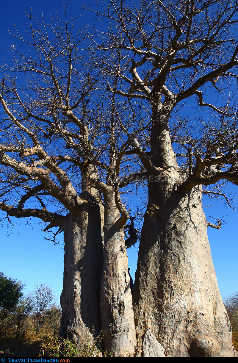 Baobab Trees