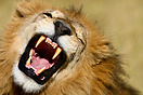 Big male lion yawning, seen in Botswana's Moremi Game Reserve