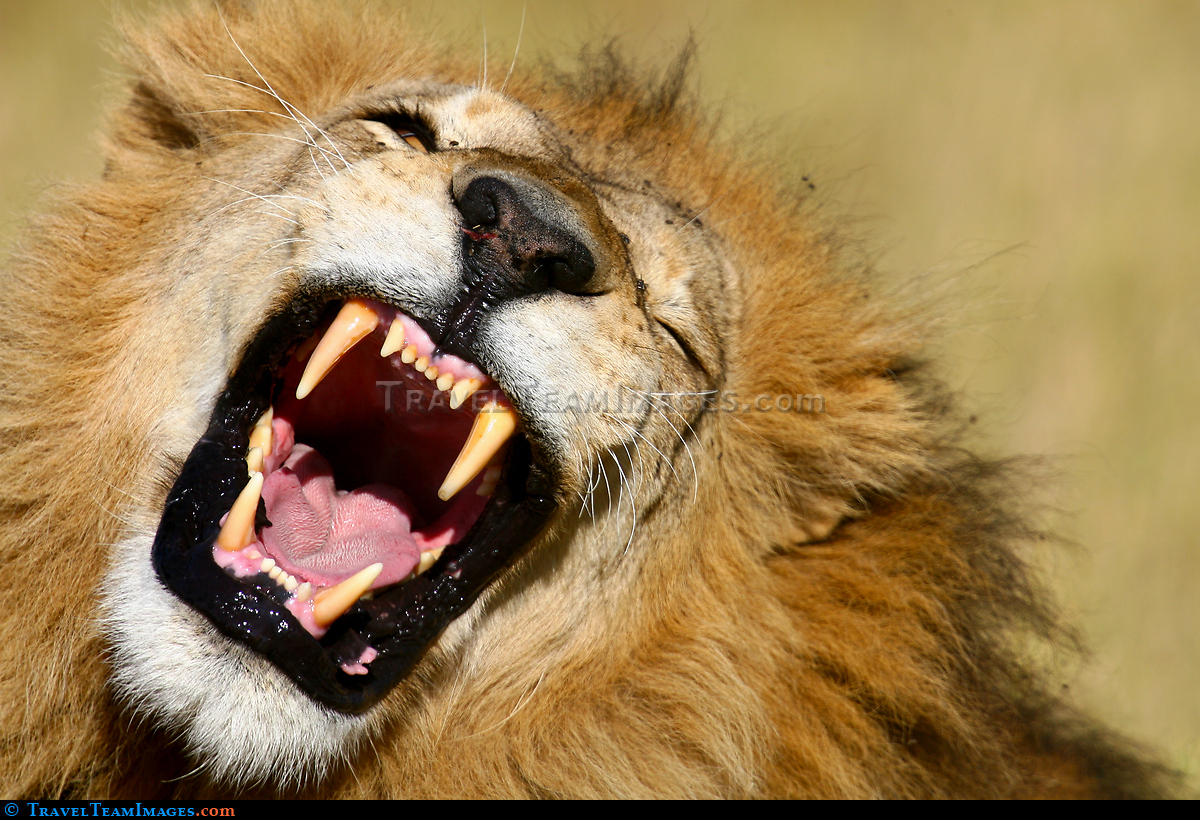 Male Lion