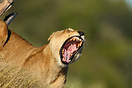 Lioness yawning, seen in Botswana's Moremi Game Reserve