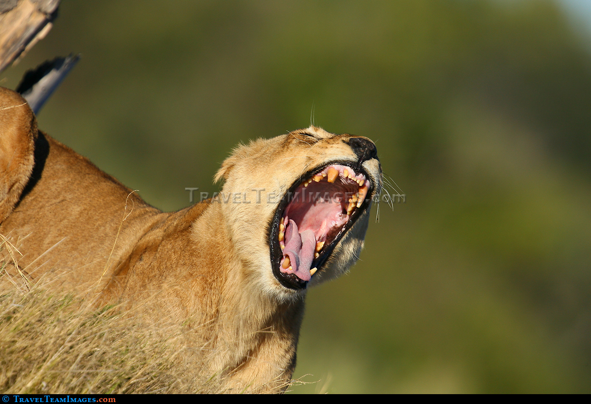Lioness Yawning