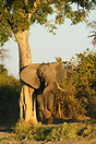 An African bull elephant rubs his body against a large tree trunk in B...