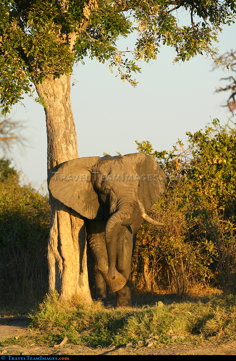 Elephant Rub