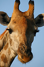 Female giraffe head portrait
