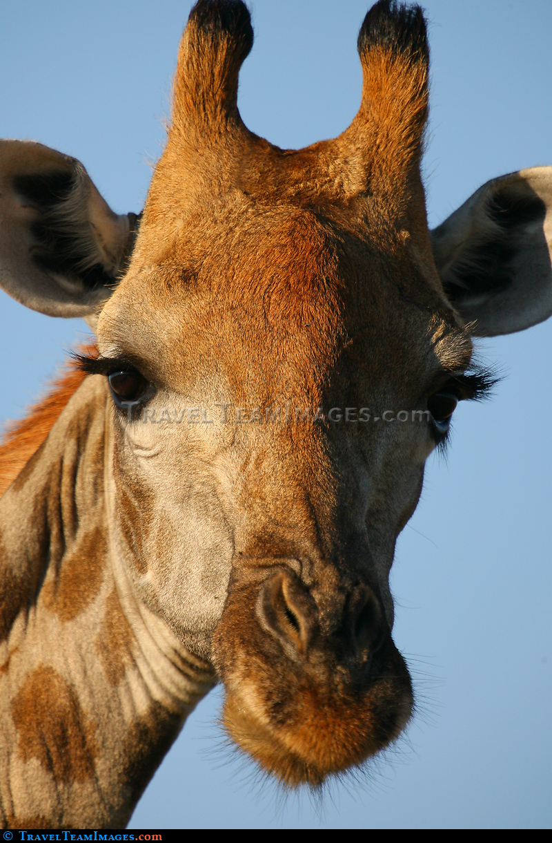 Giraffe