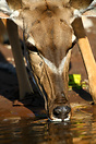Female Kudu drinks from the Chobe River in Botswana's Chobe National P...