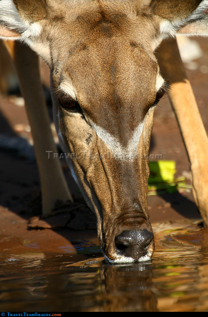 Kudu Drinking