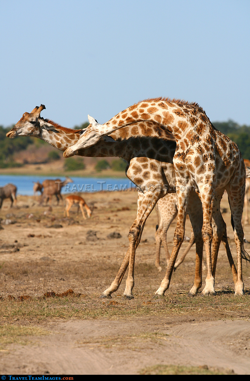 Giraffe's Necking