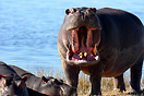 A male hippopotamus protecting a mother and her calf with an open mout...