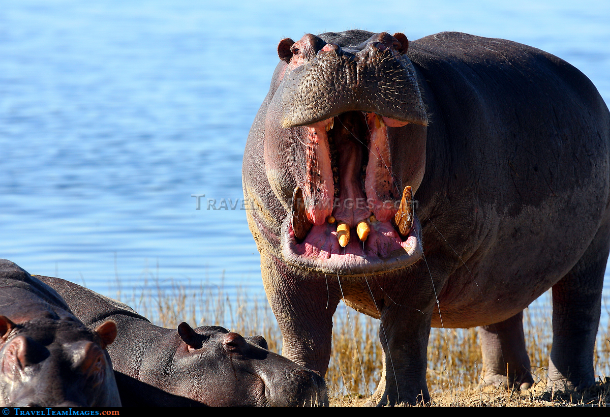 Angry Hippo