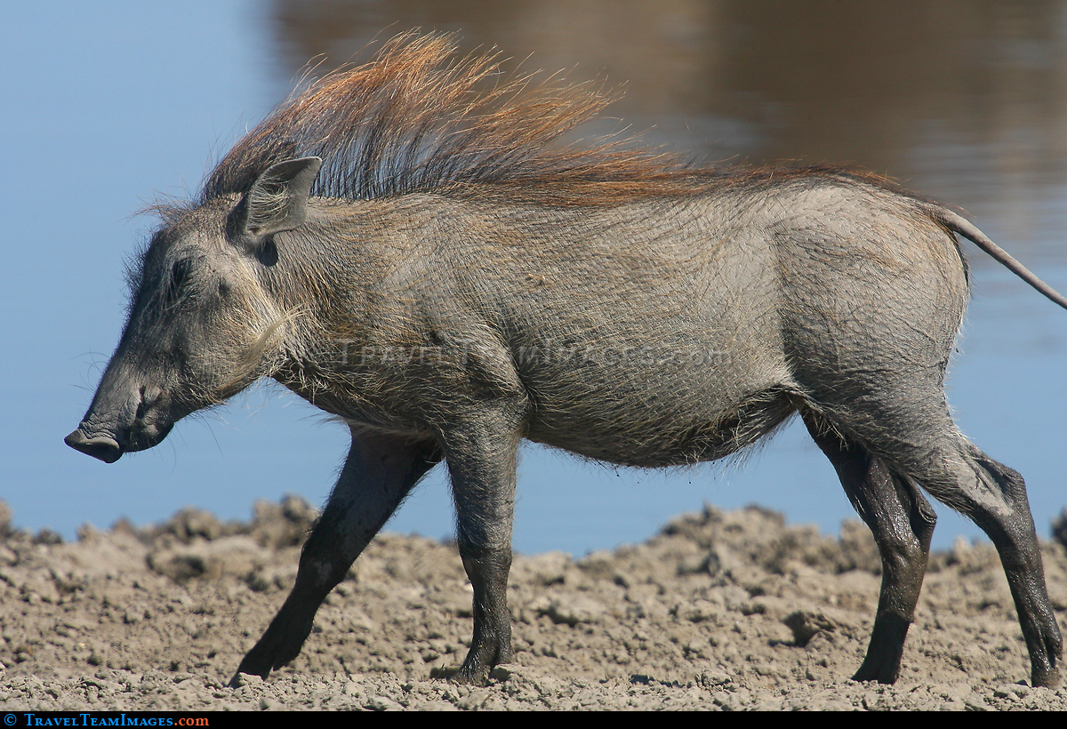 Warthog