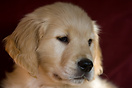 Eight weeks old Golden Retriever puppy called Harry.