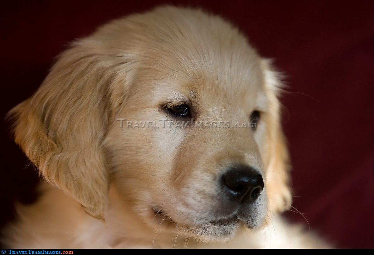 Golden Retriever Puppy