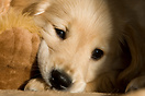 Nine week old Golden Retriever puppy called Harry.