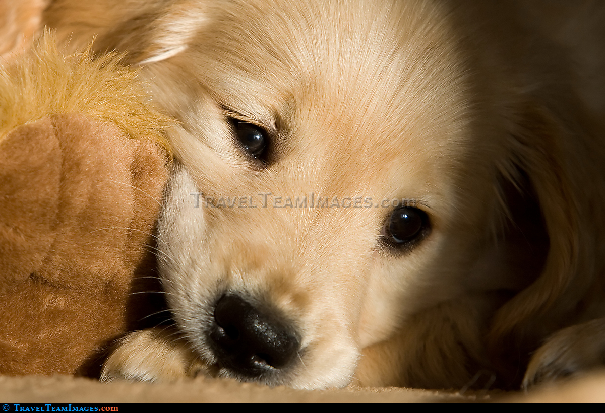 Golden Retriever Puppy