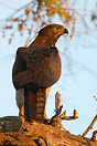 A martial eagle perched on a tree limb during sunrise