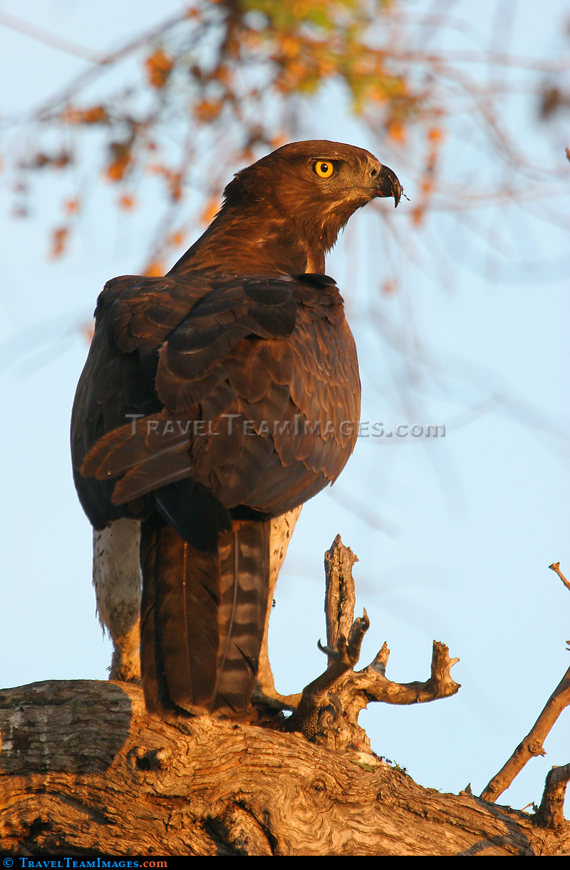 Martial Eagle