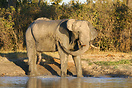An african elephant using its trunk to spray a protective coat of mud ...