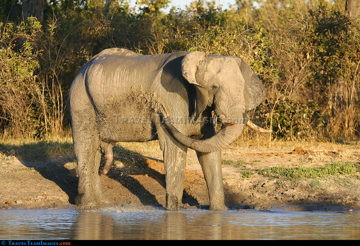 African Elephant