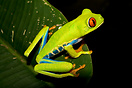 The Red-eyed Tree Frog (Agalychnis callidryas) is a native frog of the...