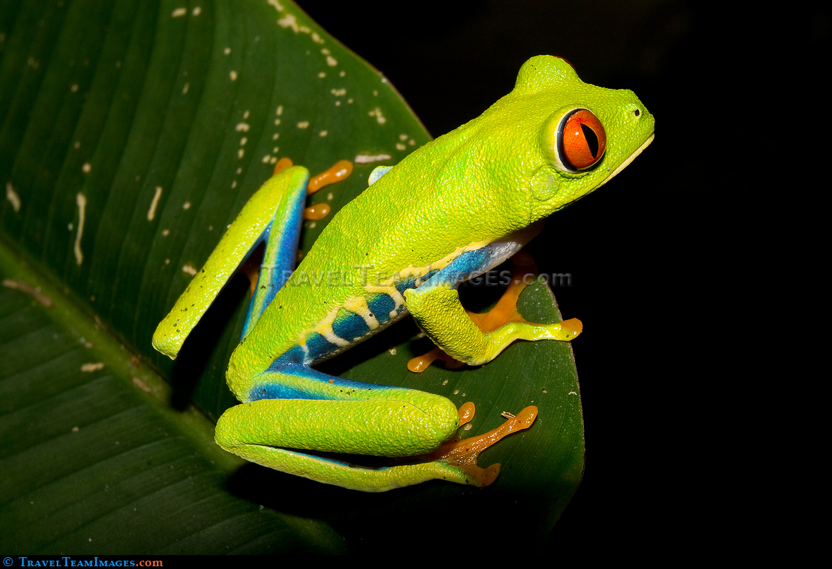 Red-eyed Tree Frog