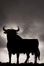 Toro de Osborne (Osborne's bull) is a silhouette created by the Osborn...