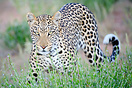 A leopard (Panthera pardus) in the Kgalagadi Transfrontier Park, South...