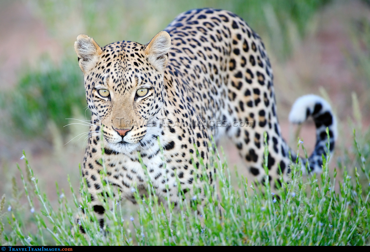 Leopard in the Kalahari
