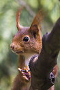 Red squirrel (Sciurus vulgaris) Auxerre, France