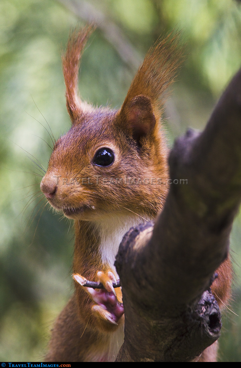 Red Squirrel