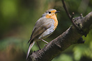 Robin (erithacus rubecula), Auxerre, France