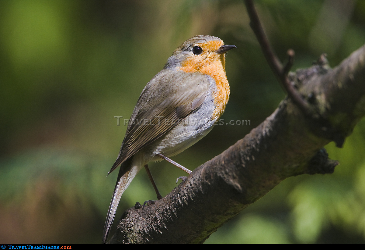 Robin 