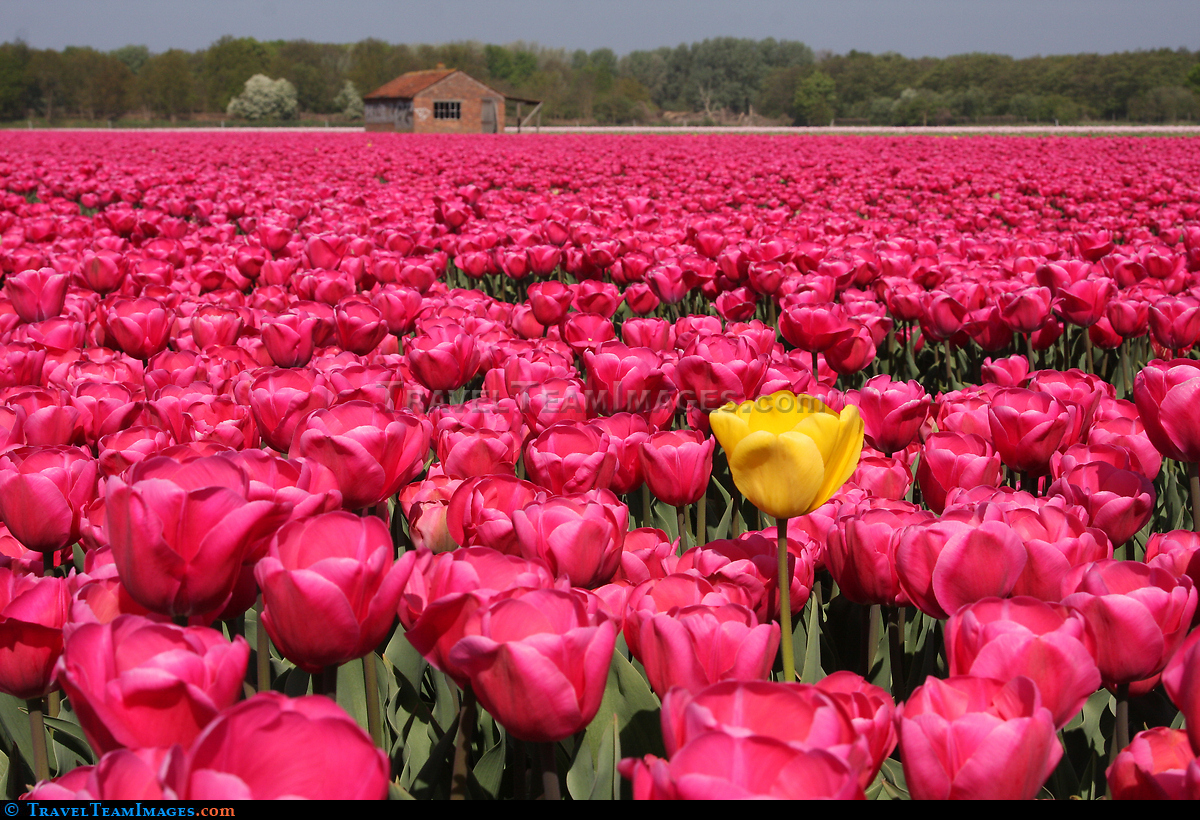 Tulips