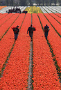 Tending the tulip fields near Haarlem