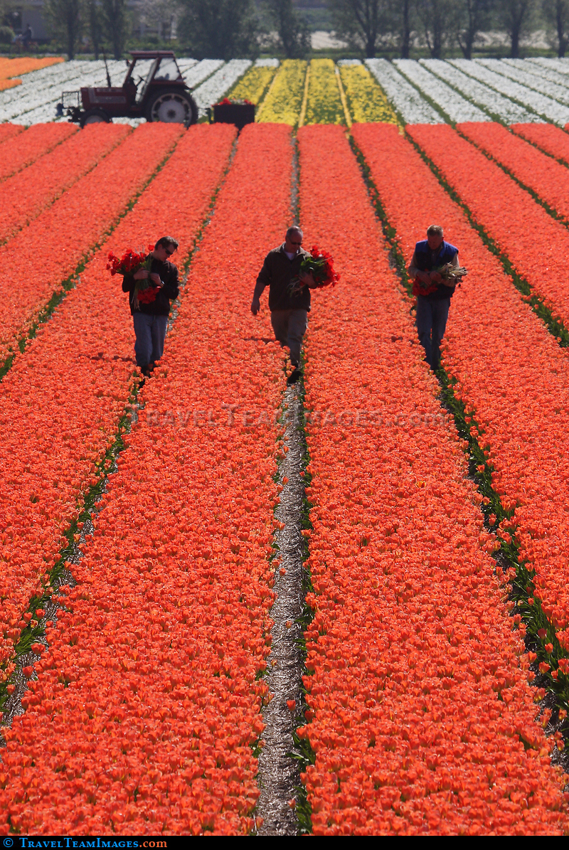 Tulips
