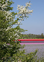 Tulip fields near Haarlem in spring