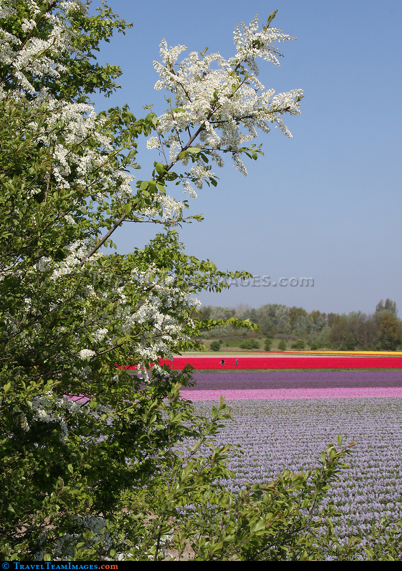 Dutch Spring