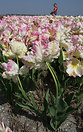 Tulips in a farm near Alkmaar, The Netherlands