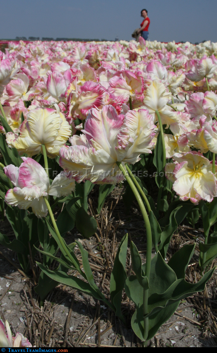 Tulips