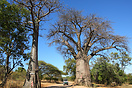 Baobab tree on the road between kachikau and kavimba linking Savute wi...