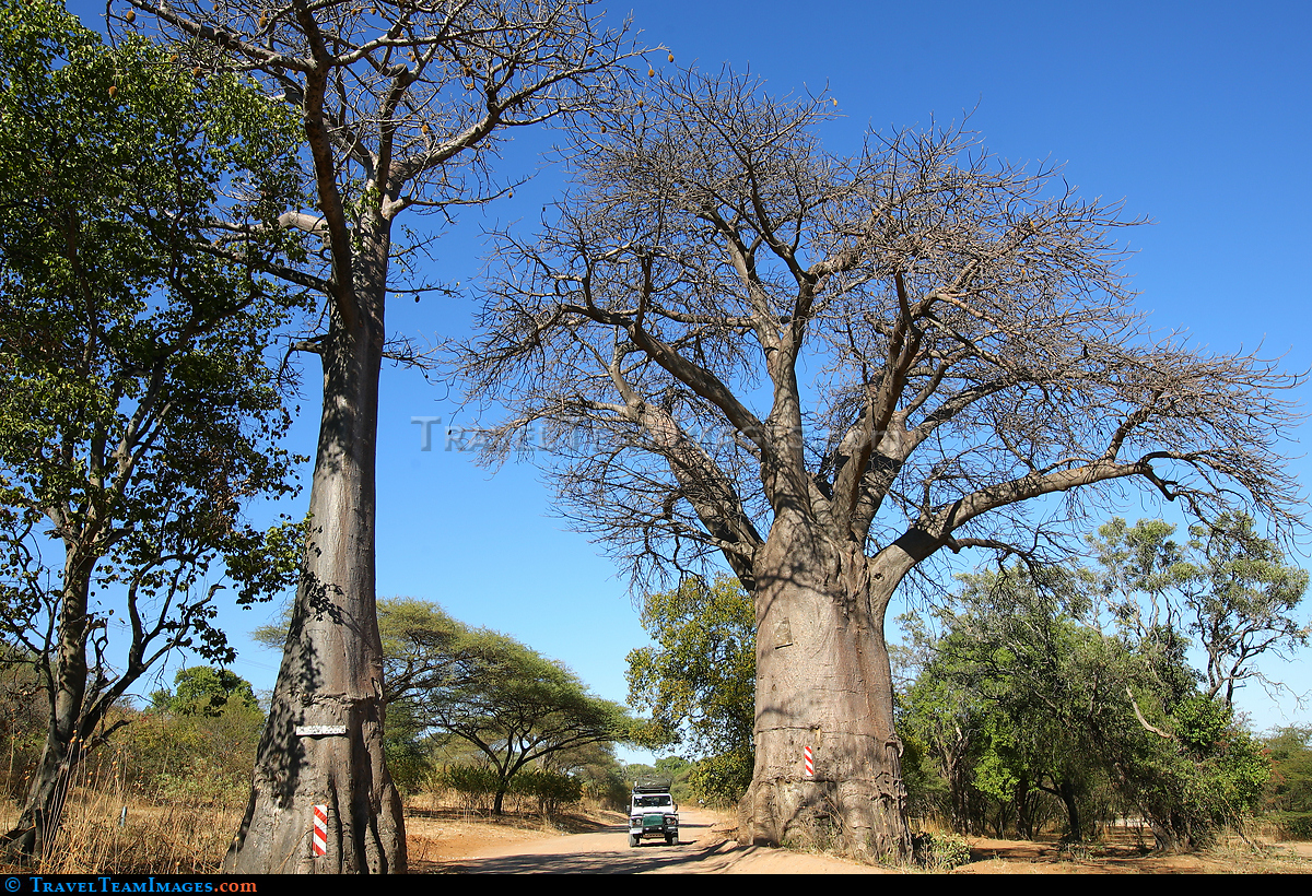 Baobab Tree