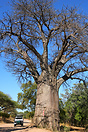 Baobab tree on the long sandy stretch of road between Savute and the C...
