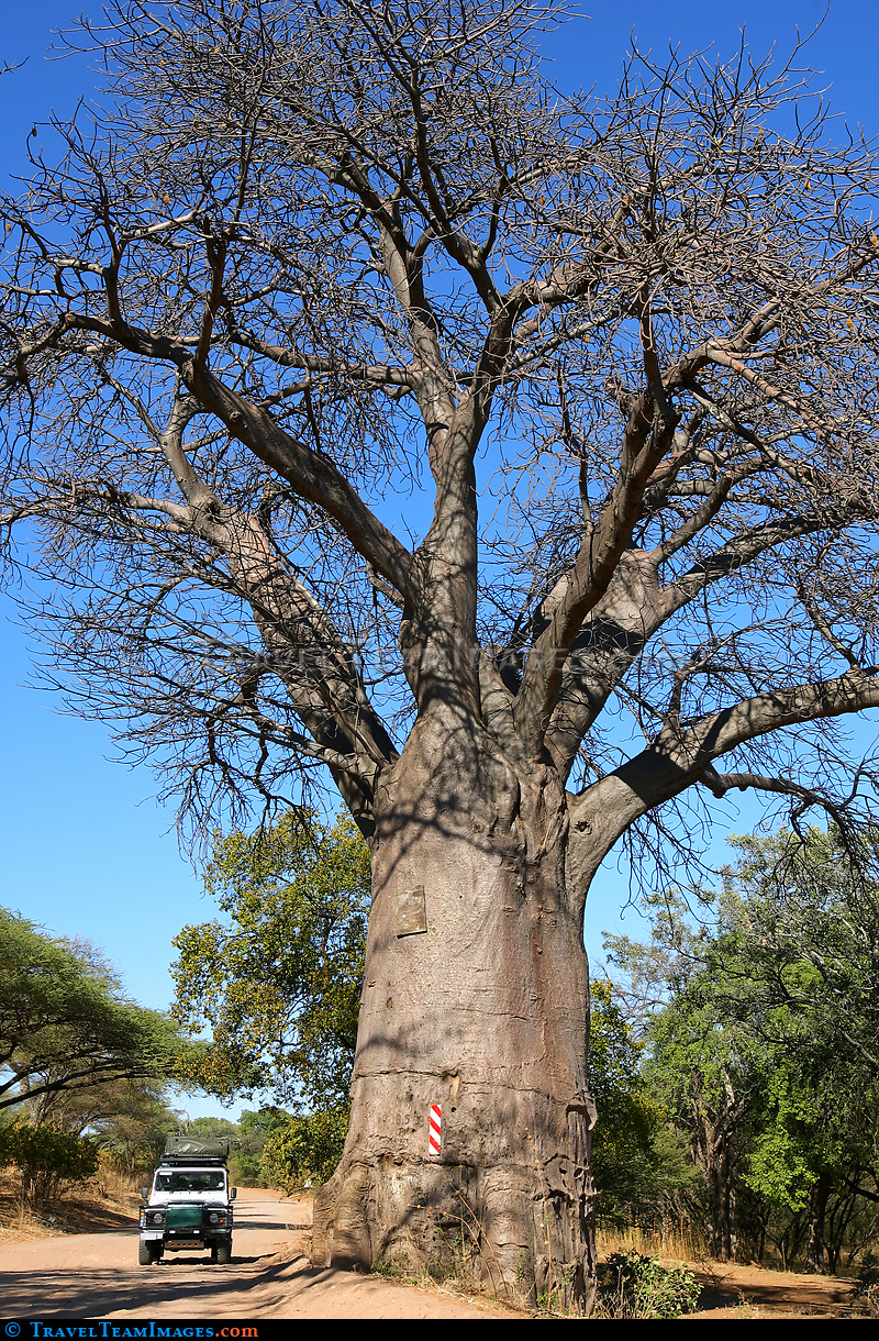 Baobab Ttree 