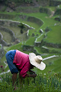 Woman working in her rice field near Batad village .